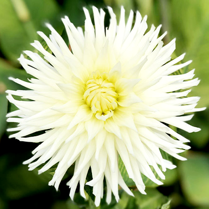 White Star