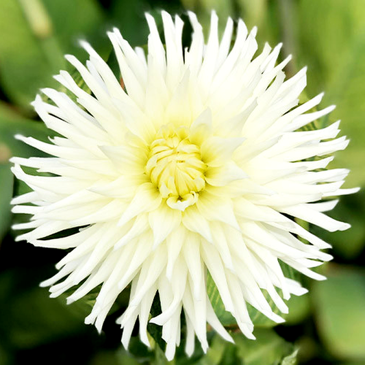 White Star
