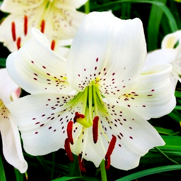 White Twinkle