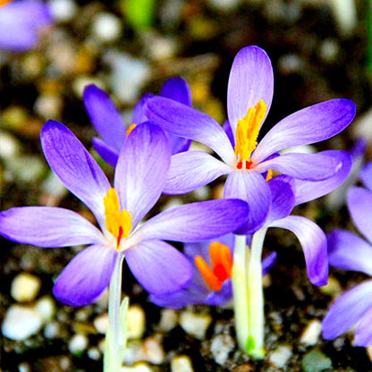 Whitewell Purple