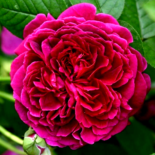 William Shakespeare