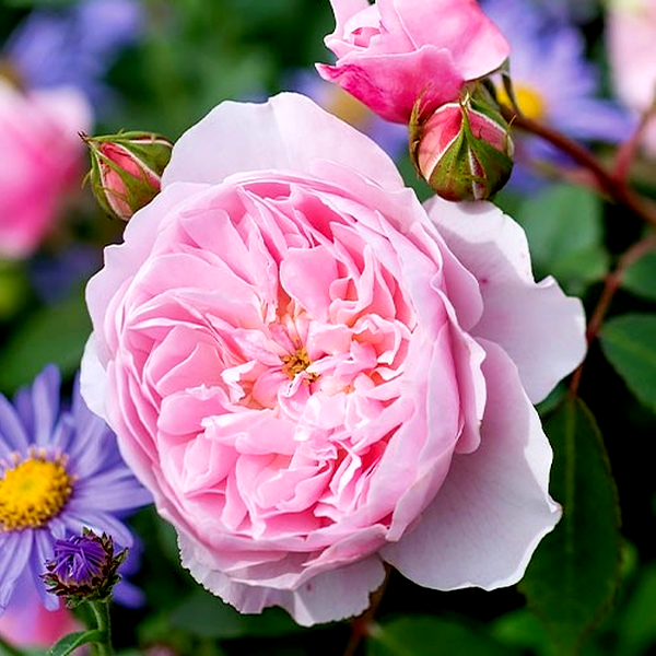 Wisley 2008
