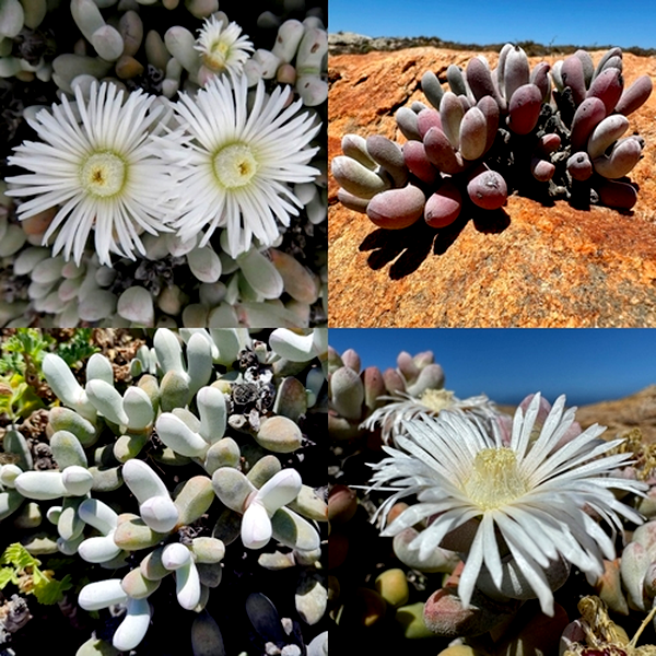 Wooleya farinosa