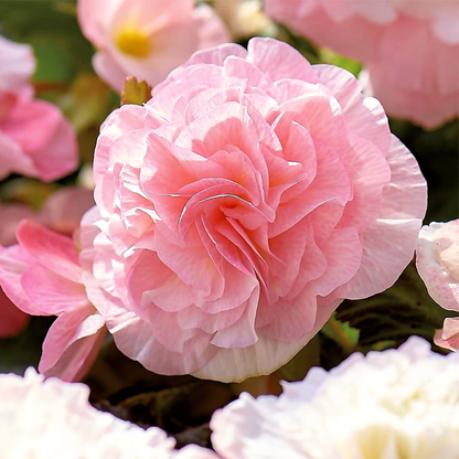 Wummi Apfelblute, Pink
