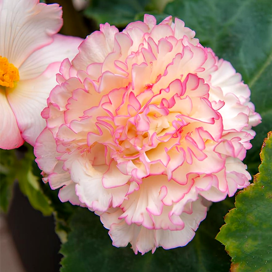 Wummi Marmorata, Pink-White