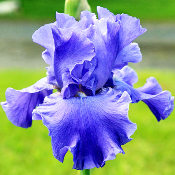 Yaquina Blue