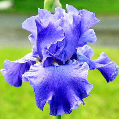Yaquina Blue