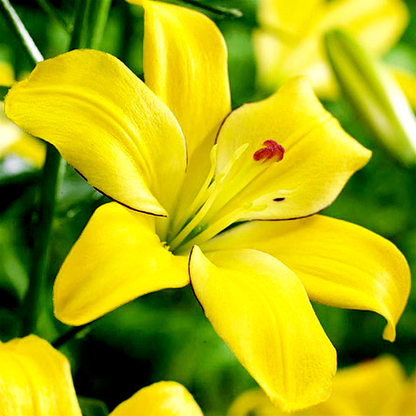 Yellow Cocotte