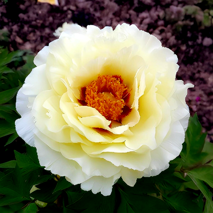 Yellow Crown