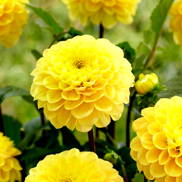 Yellow Don
