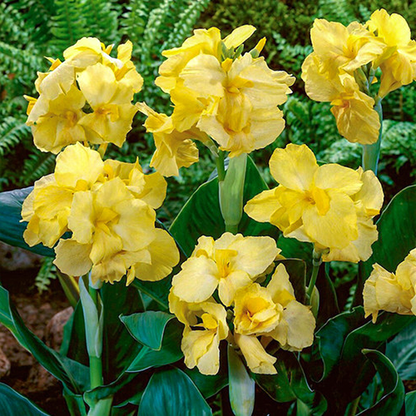 Yellow Futurity