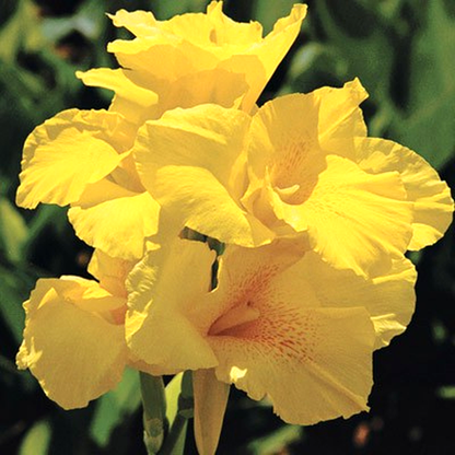 Yellow King Humbert