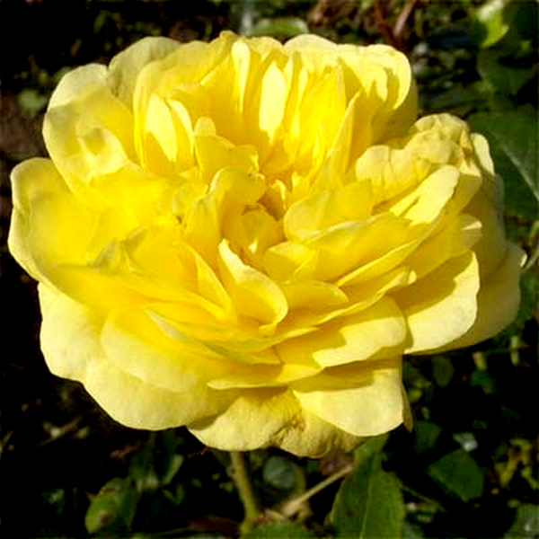 Yellow Meilove