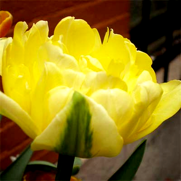Yellow Mountain