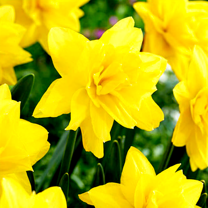 Yellow Paradise