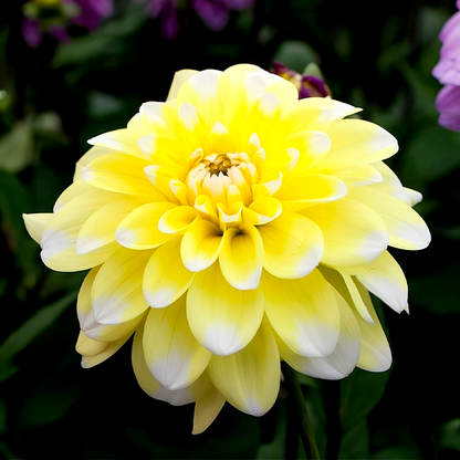 Yellow Perception