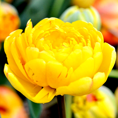 Yellow Pomponnete