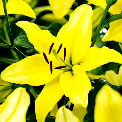 Yellow Power