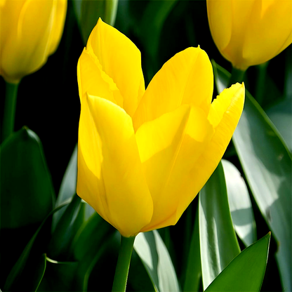 Yellow Purissima