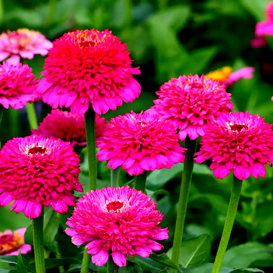 Zinderella Purple' Zinnia Seeds
