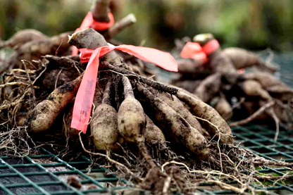 Veronne's Obsidian