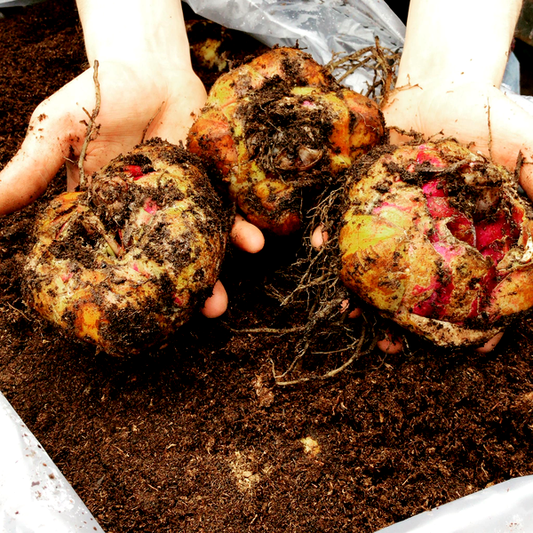 Little Marble