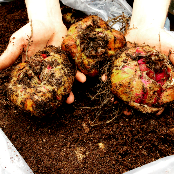 Red County