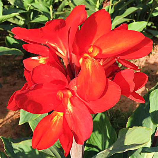 Сherry Red