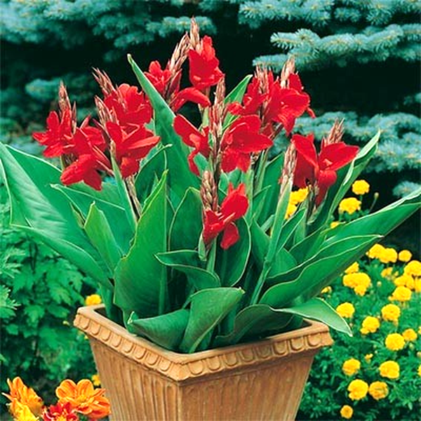 Сherry Red 25