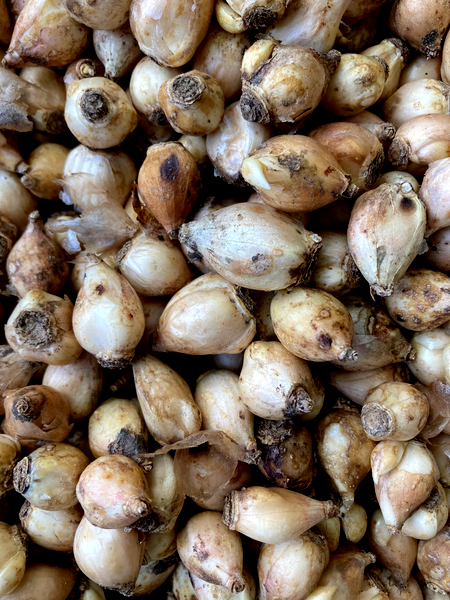 Forbesii
