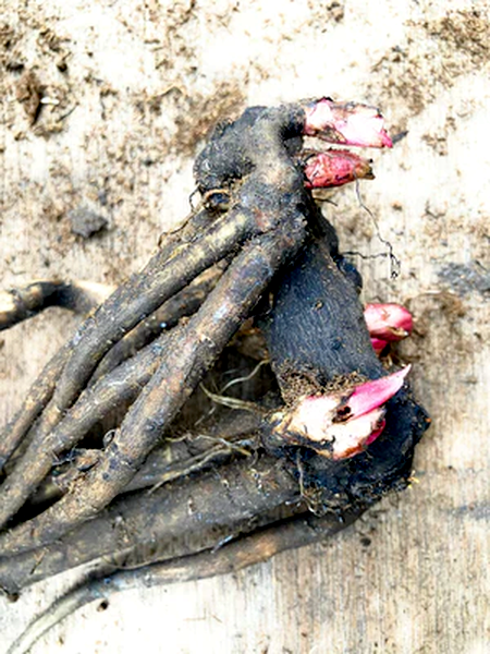 White Sarah Bernhard