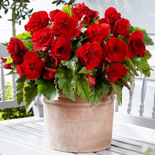 terry bright red