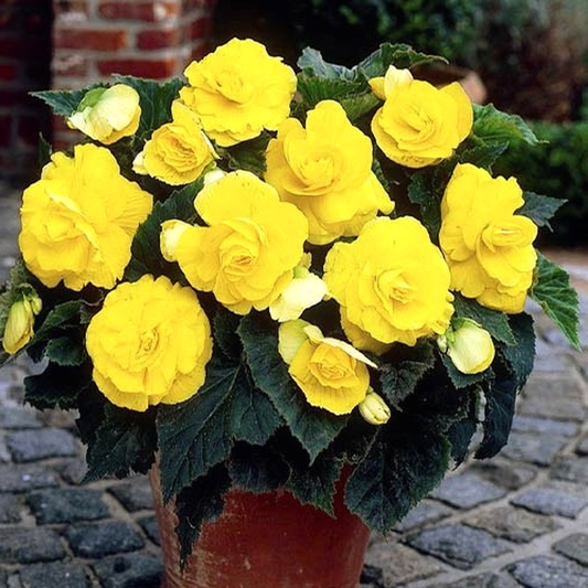 terry yellow